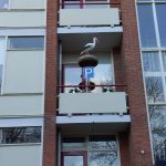 Ooievaar op nest met ei t.b.v. Balkon